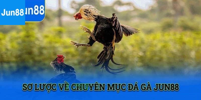 Vì sao Đá gà Jun88 trở thành lựa chọn hàng đầu?
