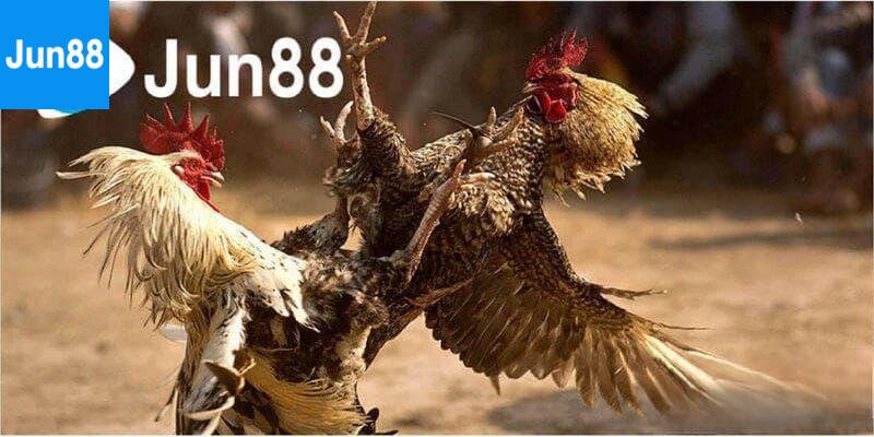 Bí quyết thắng lớn tại Đá gà Jun88