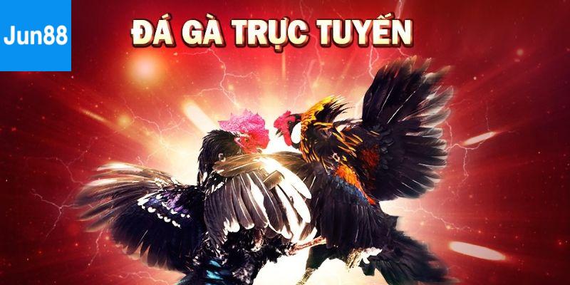 Lý do nên chơi đá gà trực tiếp 88 tại Jun88