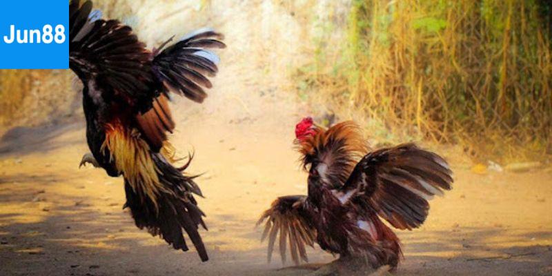 Các kèo cá cược đá gà trực tiếp Campuchia tại Jun88