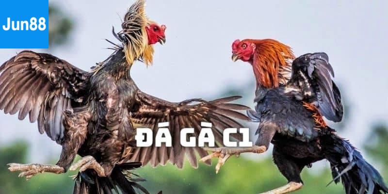 Vì sao trực tiếp đá gà C1 hôm nay tại Jun88 được yêu thích?