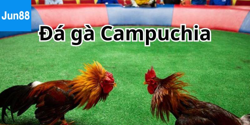 Đá gà Campuchia là gì? Tại sao thu hút đến vậy?