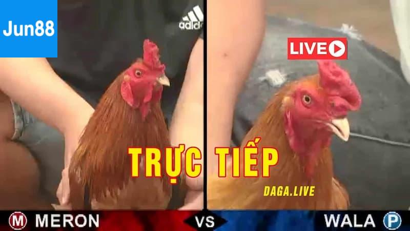 Tại Sao Nên Xem Đá Gà Trực Tiếp Online Tại Jun88?